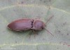 kovařík tmavý (Brouci), Agriotes obscurus (Linnaeus, 1758) (Coleoptera)
